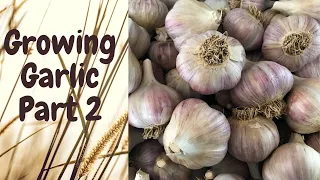 Growing Garlic-Part 2- Did the Garlic Survive the Winter?