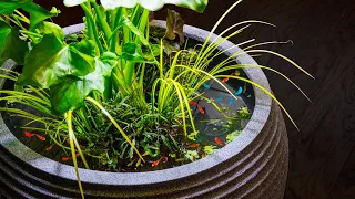 Guppy Riparium Patio Pond (No Filter Low Tech)