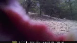 Bear attacks camera in Colorado Mountains