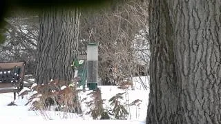 Determined squirrel tries to get food out of feeder