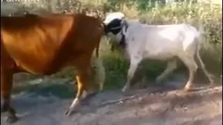 Bull Trying To Mating A Cow But Badluck He Cant