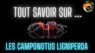 TOUT SAVOIR SUR LES CAMPONOTUS LIGNIPERDA ( FICHE D'ELEVAGE )