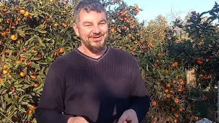 розыгрыш мандаринов из Абхазии