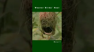Weaver Birds' Nests - The most elaborate nests | Fun Animal Facts