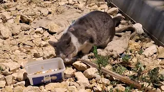 I feed the cute strong cat