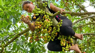 Harvest Figs Bring to the market to sell - Animal care - Daily life | Trieu Mai Huong