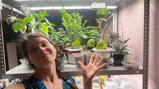 Нашла идеальный свет для растений!