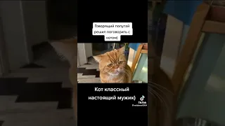 Попугай и кот