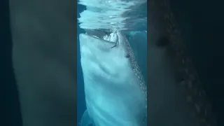 I’m never going in the ocean again