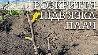 Розкриття винограду. Плач лози - небезпечний чи ні ?