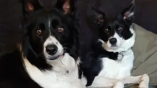 Bordercollies