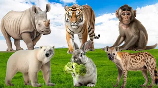 Amazing Sounds of Familiar Animals Around Us: Monkey, Rabbit, Hyena, Polar Bear,... - Animal Moments