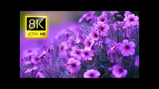 The Most Beautiful Flowers Collection 8K ULTRA HD / 8K TV