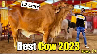 Biggest Cow Mandi 2023 | Dumb Stories