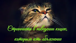 Странности в поведении кошек, которым есть объяснение  Oddities in the behavior of cats