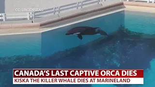 SBU-TV: Canada's last captive killer whale dies