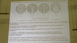 Кураков А. В. - Низшие растения - Гастеромицеты. Слизевики