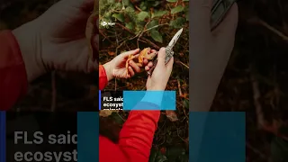 Foragers warned not to strip Scottish forests bare of wild mushrooms