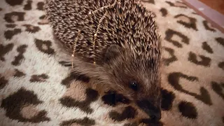 Как спит Ёжик [How the hedgehog sleeps]