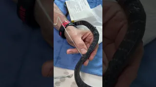 You won’t believe what comes out of this snake! #animals #snake #cobra #reptile parasites