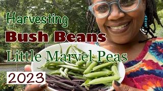 1st Spring Bush Bean & Little Marvel Pea Harvest | 2023 Suburban Vegetable Garden | OCDish Chick