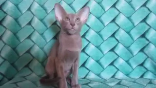 Ориентальный котенок Лиловый окрас