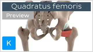 Functions of the quadratus femoris muscle (preview) - 3D Human Anatomy | Kenhub