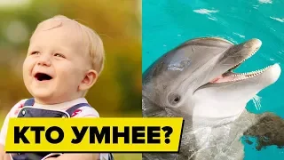 САМЫЕ Умные ЖИВОТНЫЕ