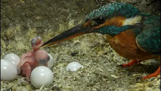 Kingfisher Chick has Just Hatched  | Discover Wildlife | Robert E Fuller