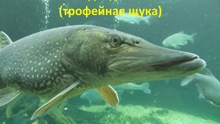 Осенняя подводная охота часть 2