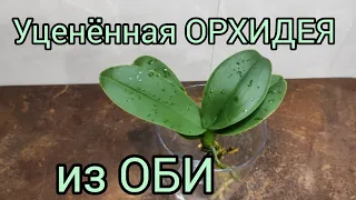 21.02.21.ОРХИДЕЯ уценка из Оби.. и новые горшки😁