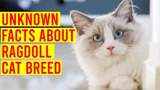 The Ragdoll Cat Breed 101; Everything You Need To Know/ All Cats