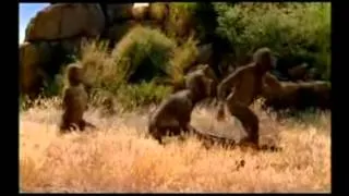 Australopithecus  Alimentación1