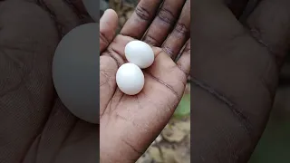 Mourning Doves from eggs 🥚 #shortsvideo 🥚 egg