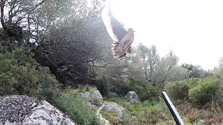 incroyable ralenti sur une bécasse en vol à 1 mètre!!! chasse bécasse corse