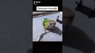 смешная птичка