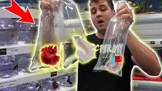 Buying All THE EXPENSIVE Betta Fish In The PetStore!!