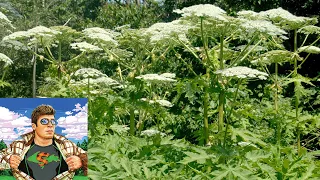 CASE #8 GIANT HOGWEED | SCIENCE EDUCATION | INVASIVE SPECIES
