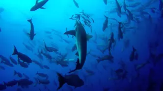 BAIT BALL at Cocos Island!! Best Dive of 2015