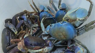 PESCARIA DO CARANGUEJO GUAIAMUM -ASSIM O PESSOAL LEVA O PÃO PRA CASA