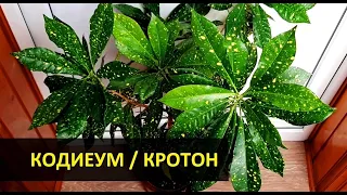 Кротон Кодиеум аукуболистный Голд Даст: уход, черенкование и размножение, проблемы