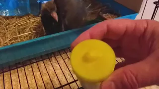 как покормить птенца голубя🕊🕊🕊