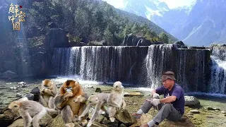 Endangered golden monkeys migrate strangely! Forest to Snow Mountain?