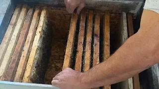 середина сентября сокращение закорм пчёл