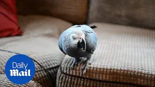 African grey parrot perfectly imitates the sound of a SMOKE ALARM!