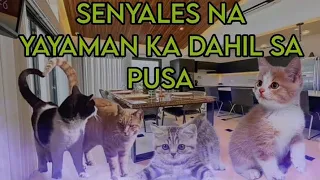 SENYALES NA YAYAMAN NG DAHIL SA PUSA