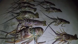 Lobster Mini Season Florida 2018