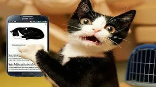 😹🐶 Funniest Cats And Dogs Videos 😁 - Best Funny Animal Videos 2024 🥰Part 10