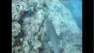 Whitetip Shark at Great Barrier Reef