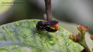 Velvet Ant: Tribe Trogaspidiini Mating